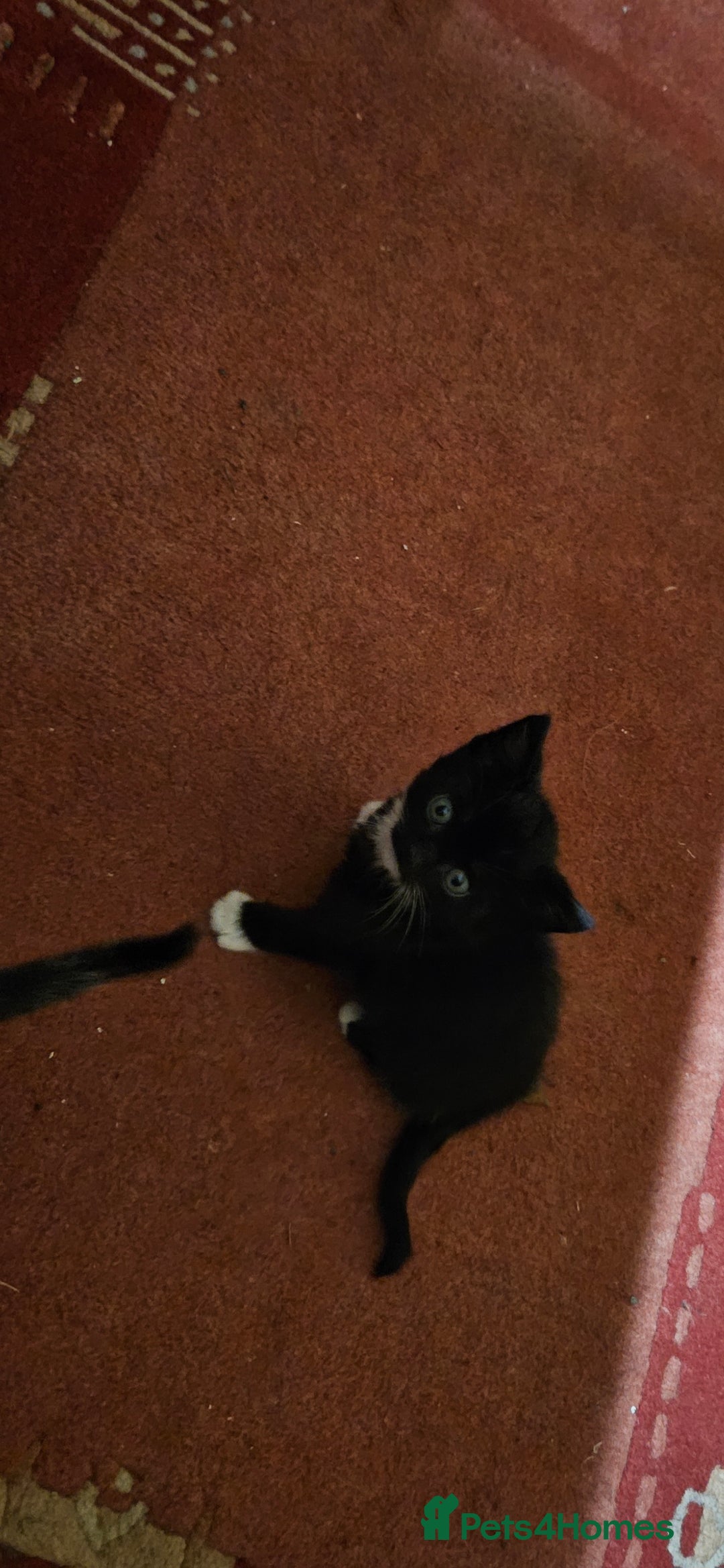 Mixed Breed cats for sale: Kittens - Advert 11