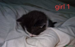 Mixed Breed cats for sale: Playfull kittens  - Image 6
