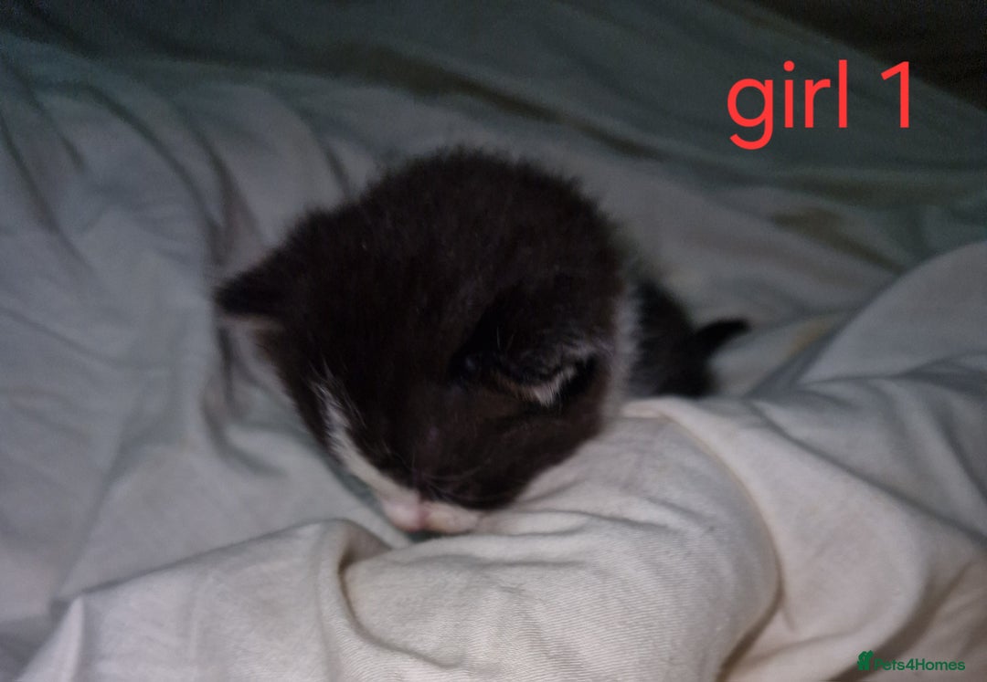 Mixed Breed cats for sale: Playfull kittens  - Image 6