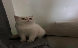 British Shorthair cats for sale: british shorthair Boys  - Image 6