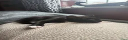 Mixed Breed cats for sale: 5 black and white kittens ready to go now - Advert 13