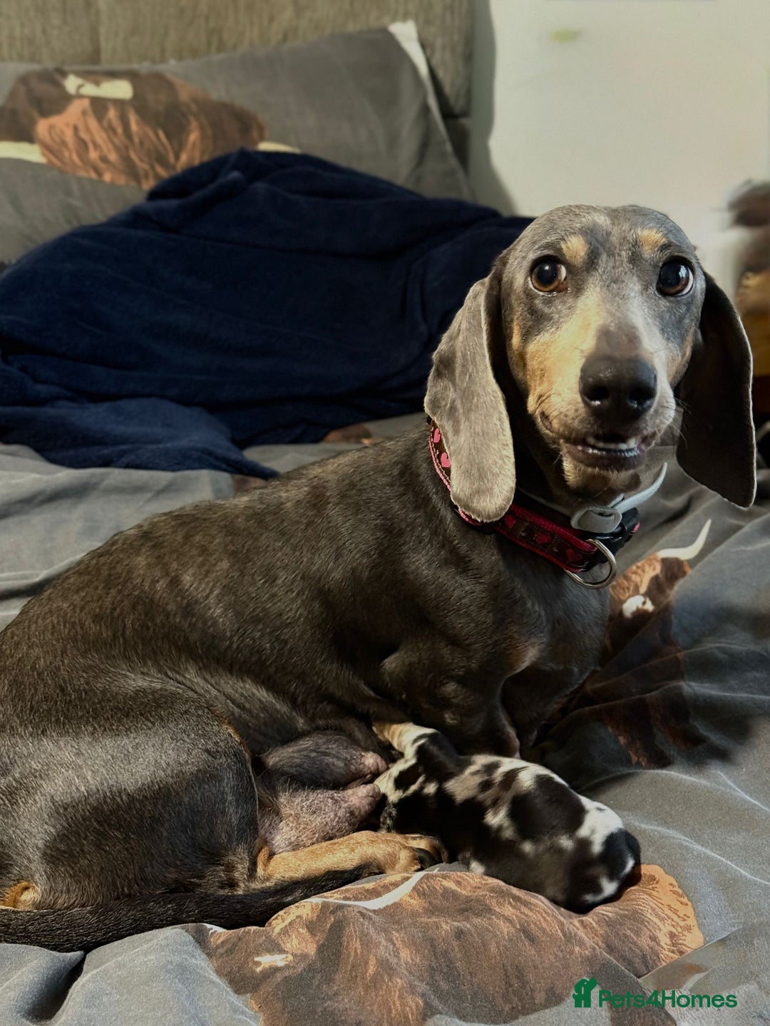 Dachshund dogs for sale: 7 Beautiful dachshund puppies  - Advert 16