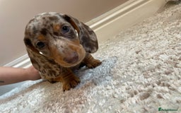 Miniature Dachshund dogs for sale: KC Registered Miniature Dachshund - 2 Boys Left! - Image 20