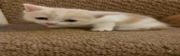 Mixed Breed cats for sale: Beautiful ginger and white kitten for sale in Bradford - Advert 4