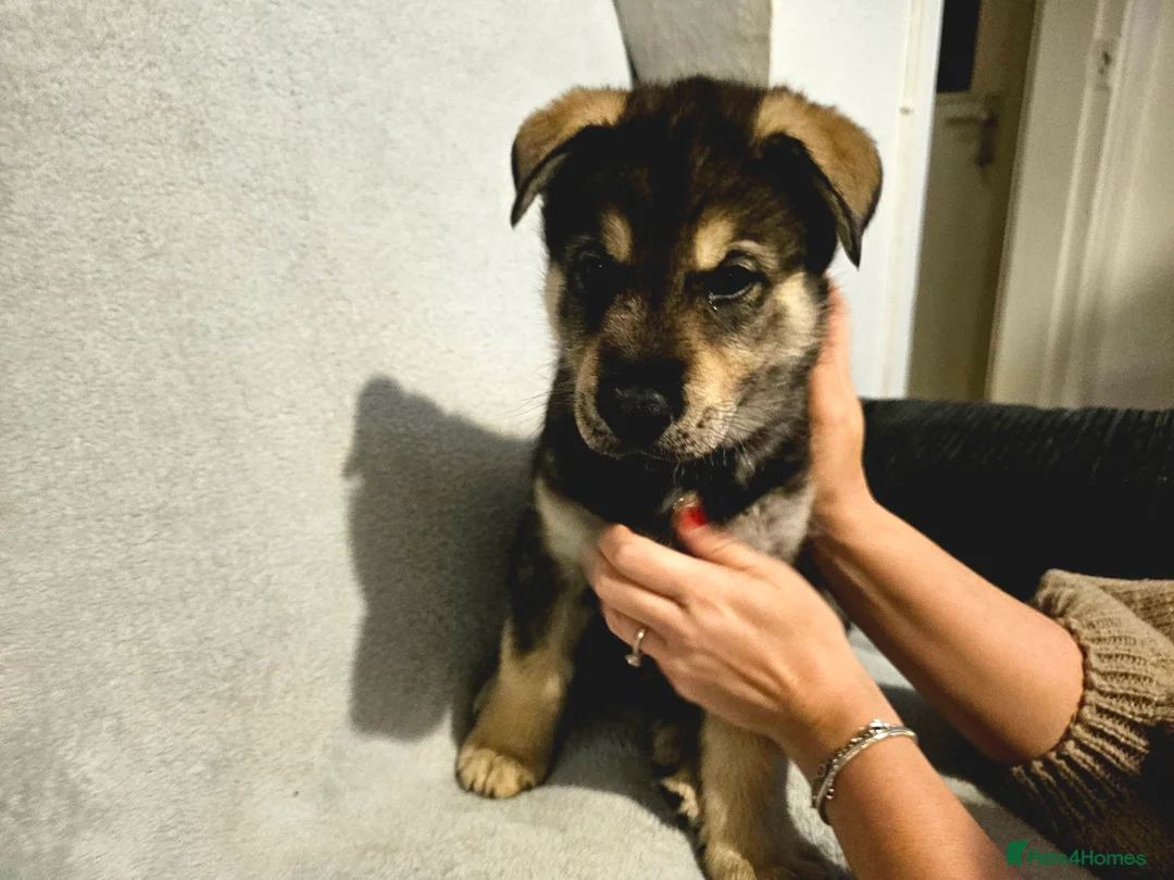 Utonagan dogs for sale: German Shep x Malamute x Husky Puppies - Advert 11