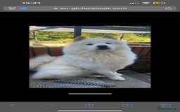 Chow Chow dogs for sale: Marnie Aged 2 - Image 1