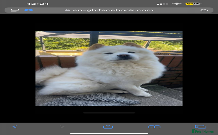 Chow Chow dogs - Advert 1