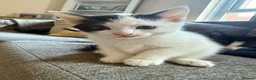 Mixed Breed cats for sale: 🐾 Adorable Black & White Kittens 🐾 in Willenhall - Advert 2