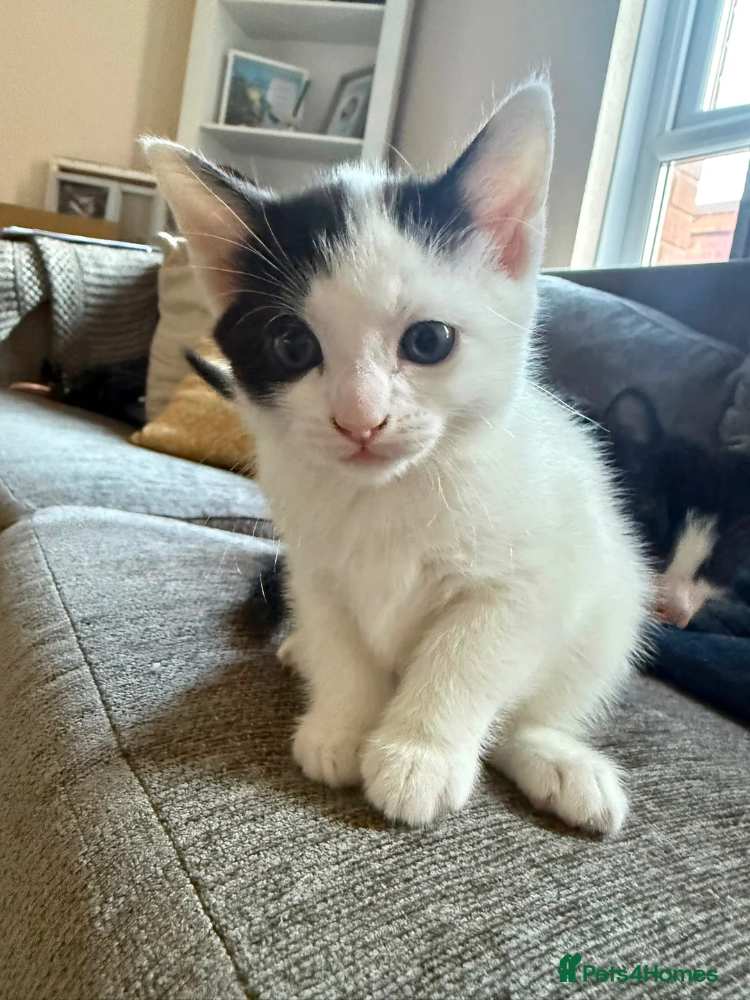 Mixed Breed cats for sale: 🐾 Adorable Black & White Kittens 🐾 in Willenhall - Advert 2