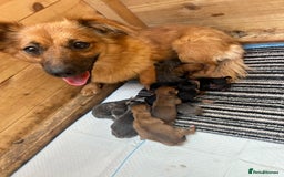 Mixed Breed dogs for sale: Dachshund x jack russle pups   - Image 2
