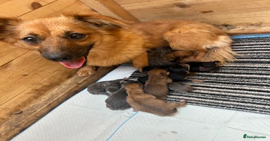 Mixed Breed dogs - Advert 5