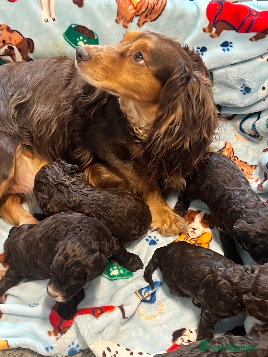 Cockapoo dogs for sale: Exceptional F1 Cockapoo puppies  - Advert 17