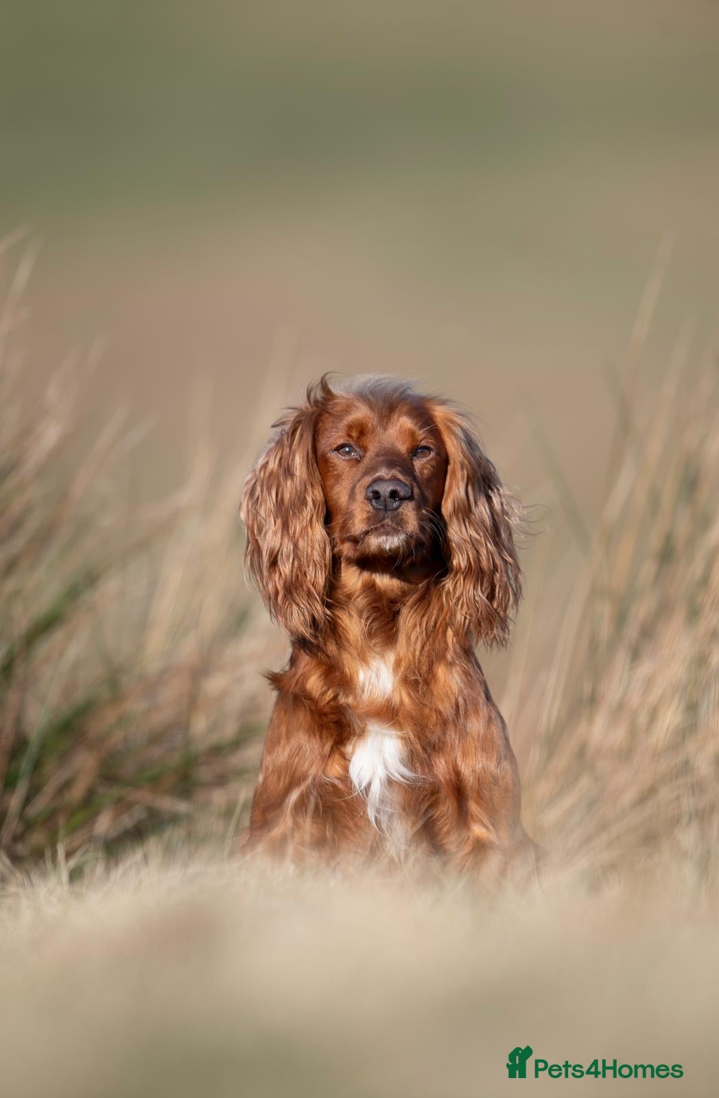 Cocker Spaniel dogs Stunning KC Reg Red Working Cocker Pup - Advert 1