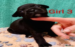 Staffordshire Bull Terrier dogs for sale: KC Registered Champions Bloodline Show Quality  - Image 19