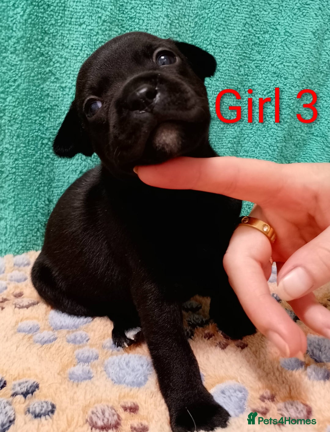 Staffordshire Bull Terrier dogs for sale: KC Registered Champions Bloodline Show Quality  - Image 19
