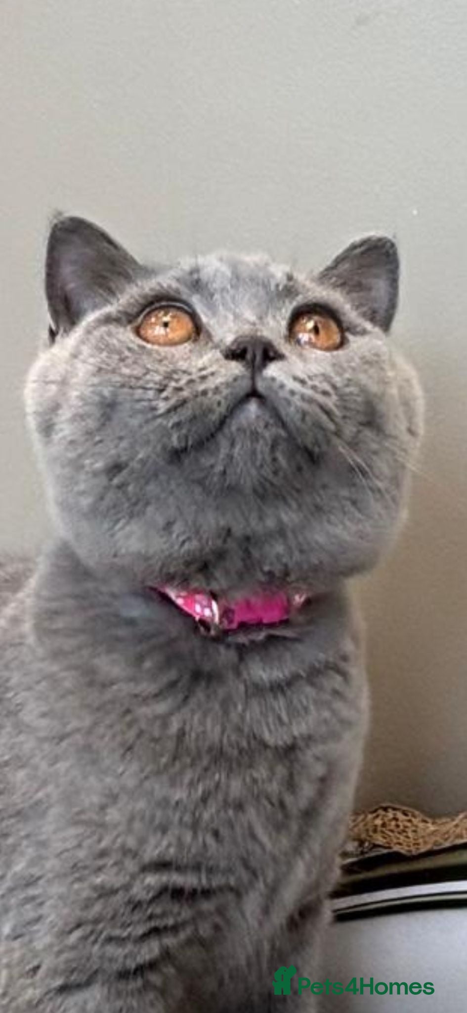 British Shorthair cats 1 LAST  GORGEOUS British Short Hair Female kitten  - Advert 2