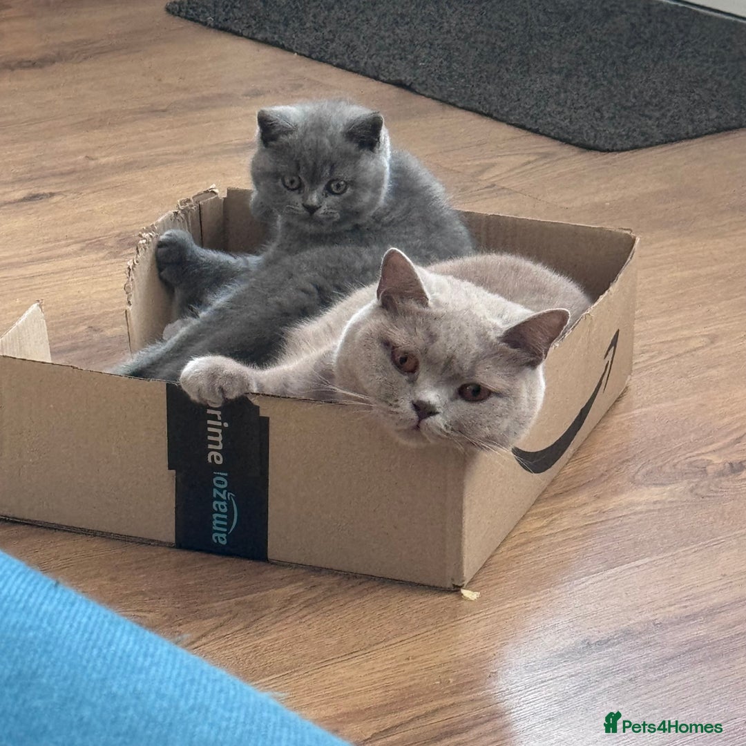 British Shorthair cats for sale: Beautiful Active Male Kitten for Sale – Blue - Image 18
