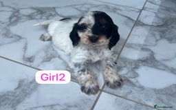 Cockapoo dogs for sale: F1B puppies - Image 3