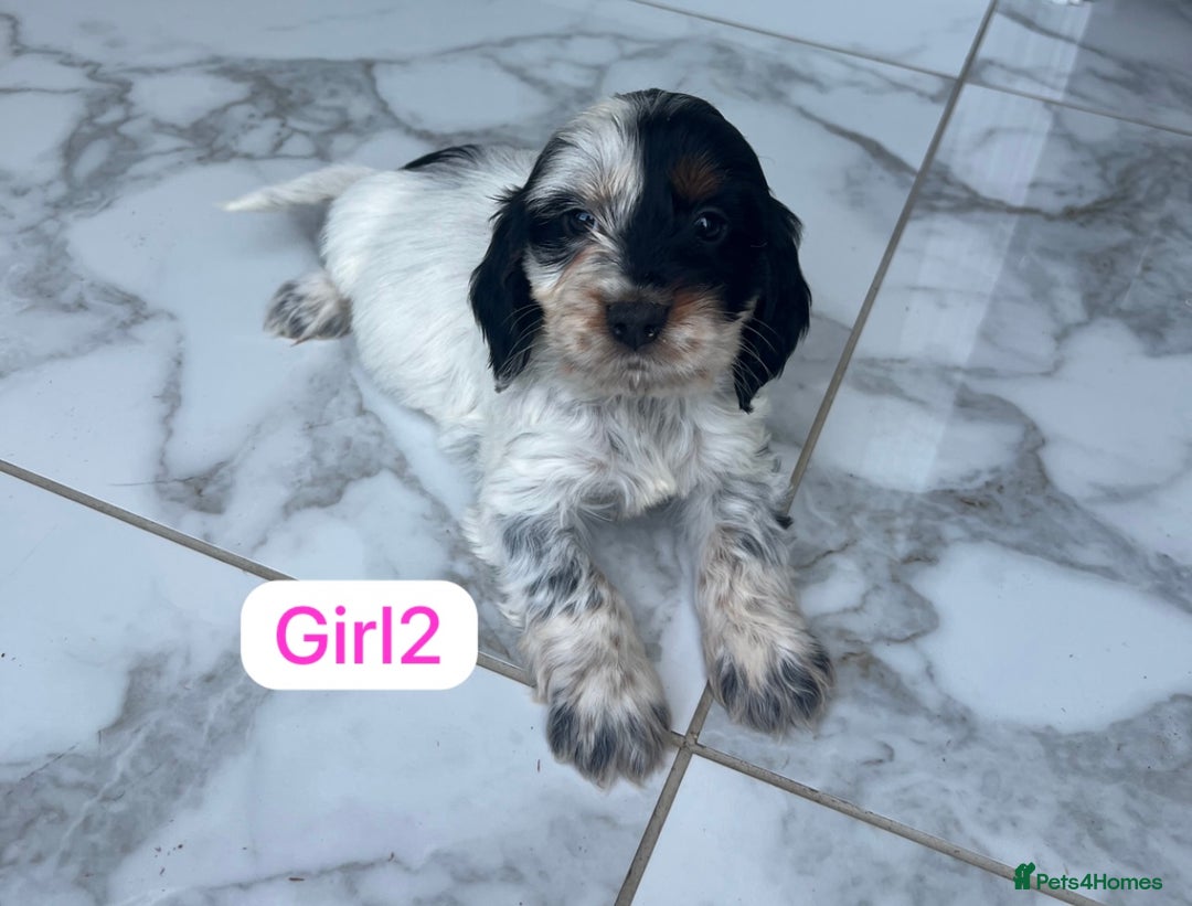 Cockapoo dogs for sale: F1B puppies - Image 3