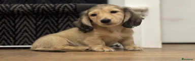 Miniature Dachshund Puppy 3