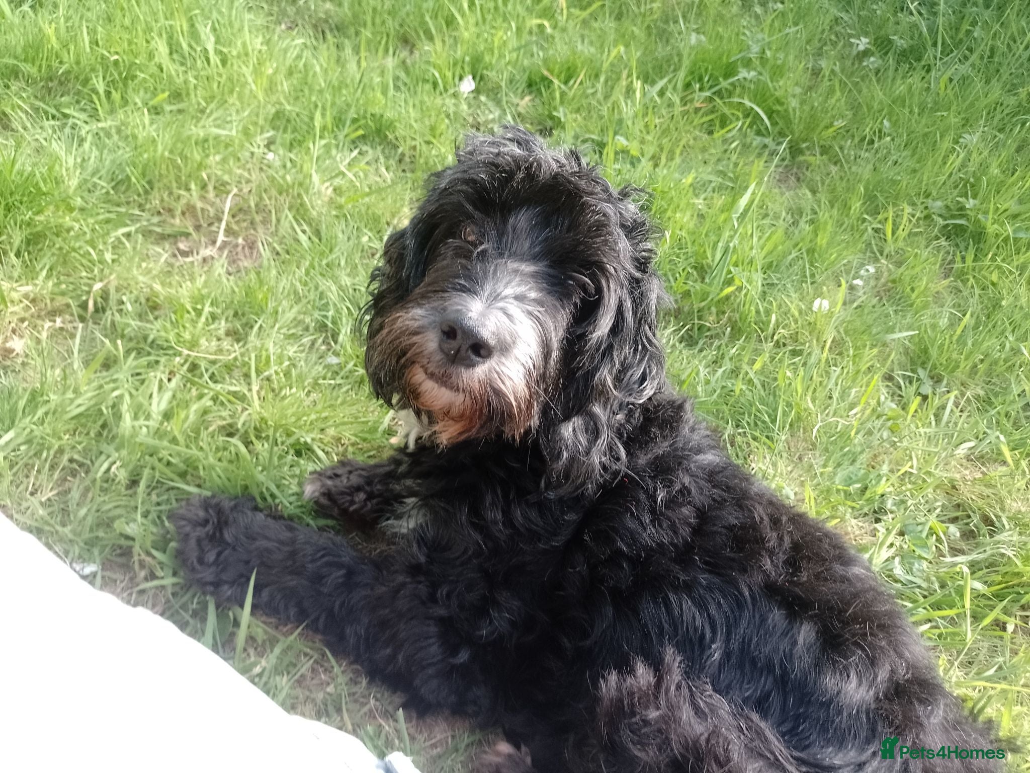 Cockapoo dogs Black and One black and white Cock a poo for Dale - Advert 15