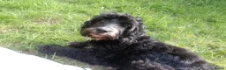 Cockapoo dogs for sale: Black and One black and white Cock a poo for Dale in Cardiff - Advert 1