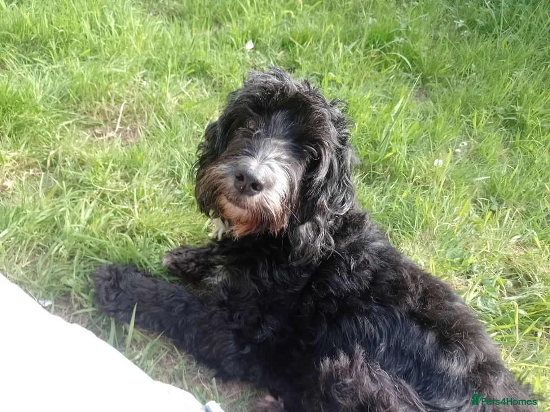Cockapoo dogs for sale: Black and One black and white Cock a poo for Dale in Cardiff - Advert 1