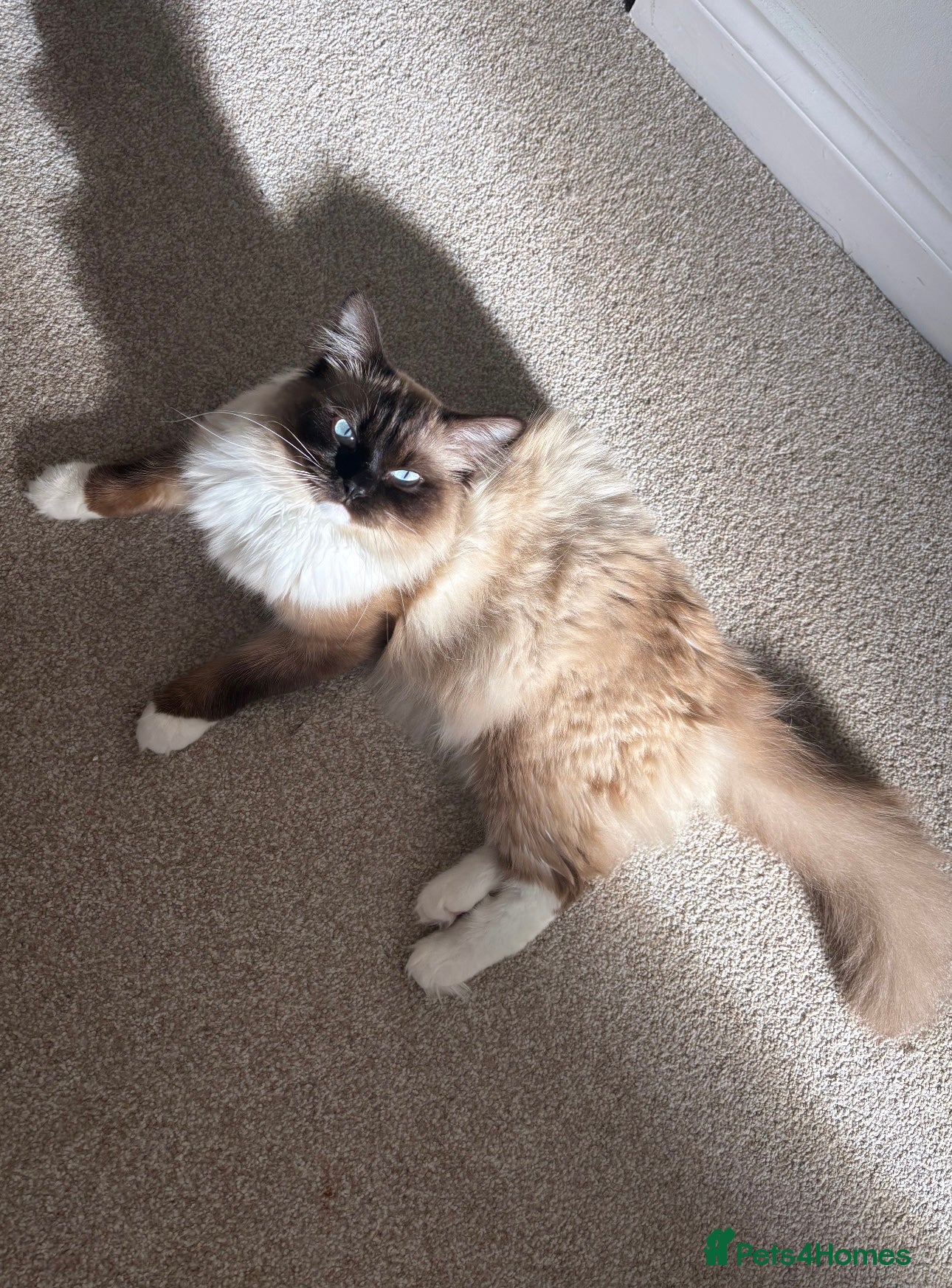 Ragdoll cats Ragdoll boy  - Advert 2