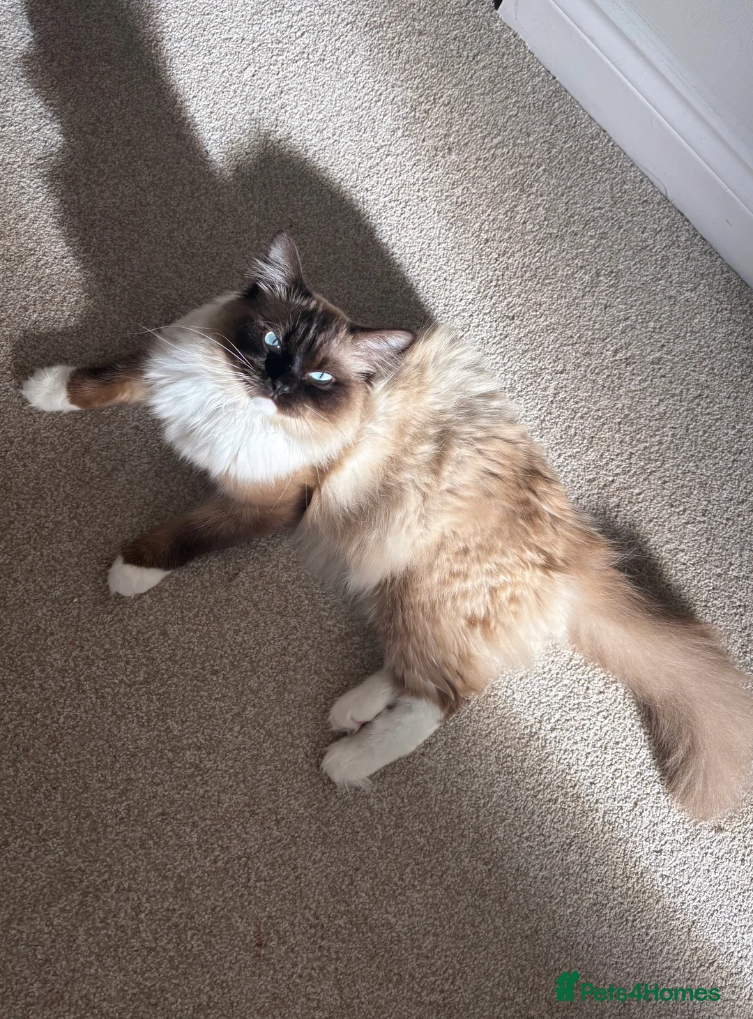 Ragdoll cats for sale: Ragdoll boy  - Advert 1