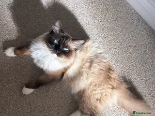 Ragdoll cats Ragdoll boy - Advert 2