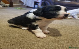 Mixed Breed dogs for sale:  Bearder collie x springer spaniel male puppy - Image 2