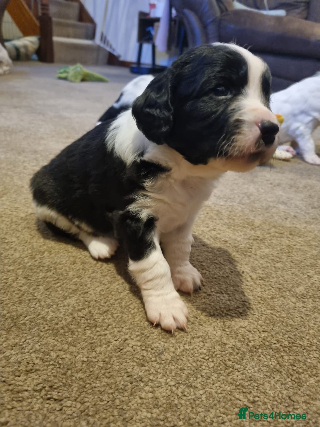 Mixed Breed dogs for sale:  Bearder collie x springer spaniel male puppy - Image 2