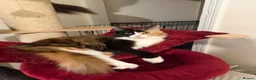 Maine Coon cats for sale: Maincoon kitten  - Advert 7