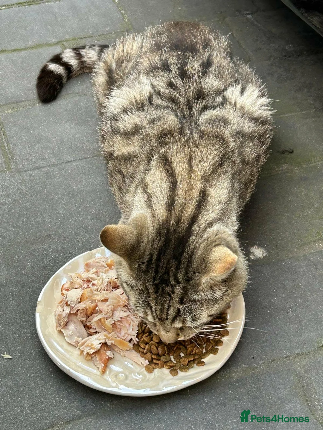 Mixed Breed cats for sale: 8 year old Rescue male looking for a cosy home - Advert 1