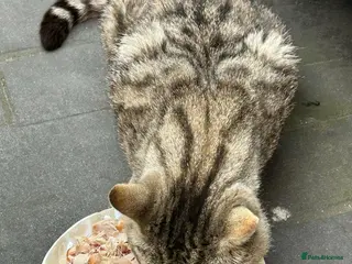 Mixed Breed cats 8 year old Rescue male looking for a cosy home - Advert 9