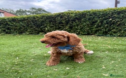 Poochon dogs for sale: Poochon puppies READY TO LEAVE 🐶  - Image 11