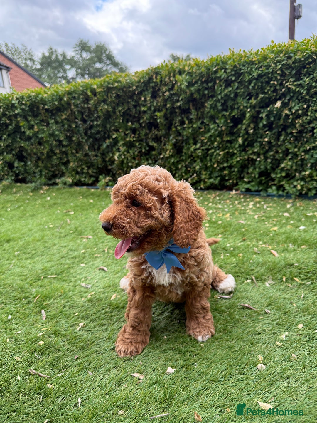 Poochon dogs for sale: Poochon puppies READY TO LEAVE 🐶  - Image 11