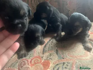Border Terrier dogs 3 week old KC Border Terrier puppies for sale - Advert 12