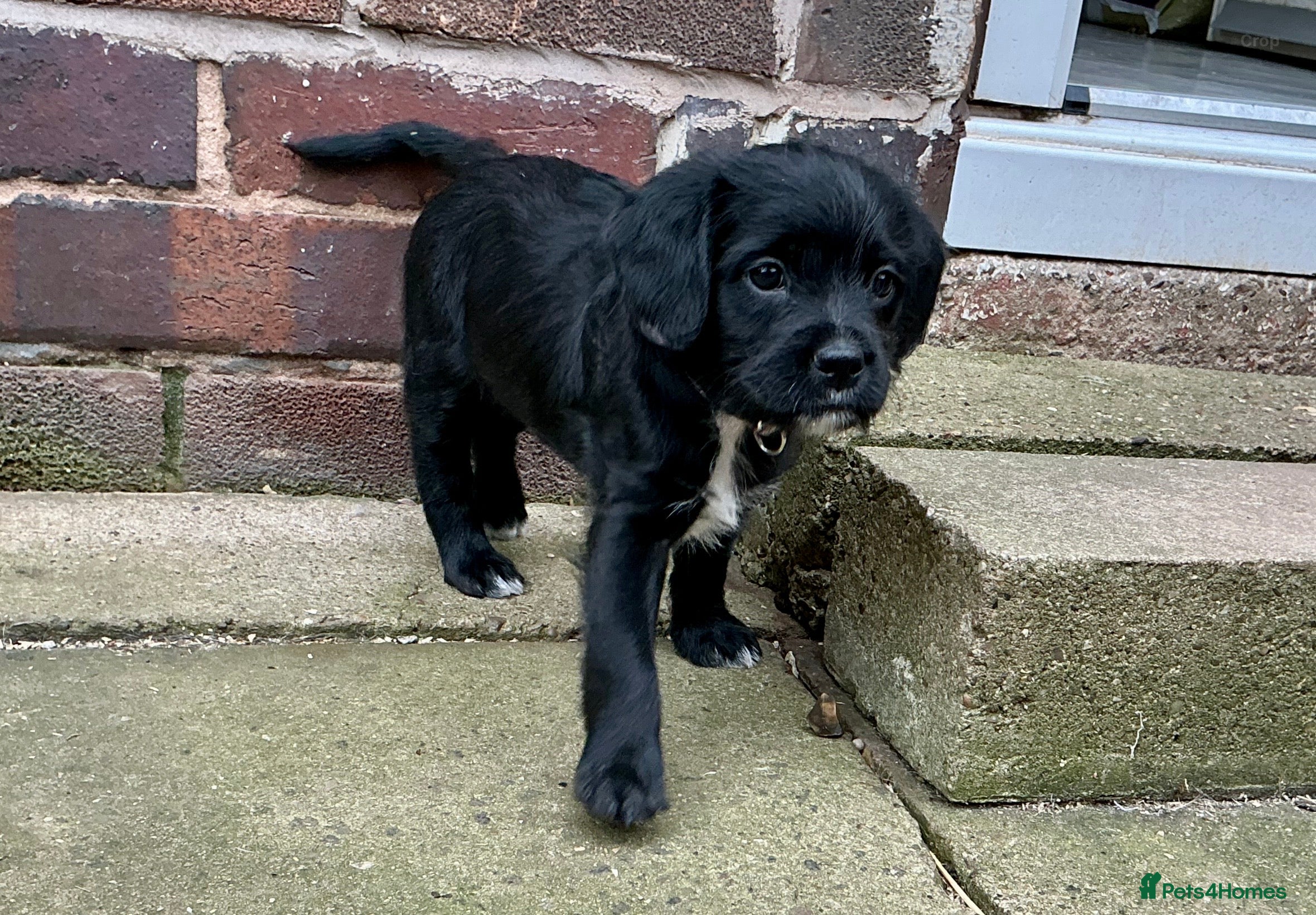 Mixed Breed dogs BOSSIPOO  - Advert 8