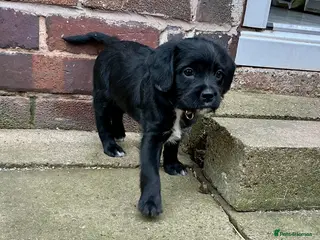 Mixed Breed dogs BOSSIPOO - Advert 12