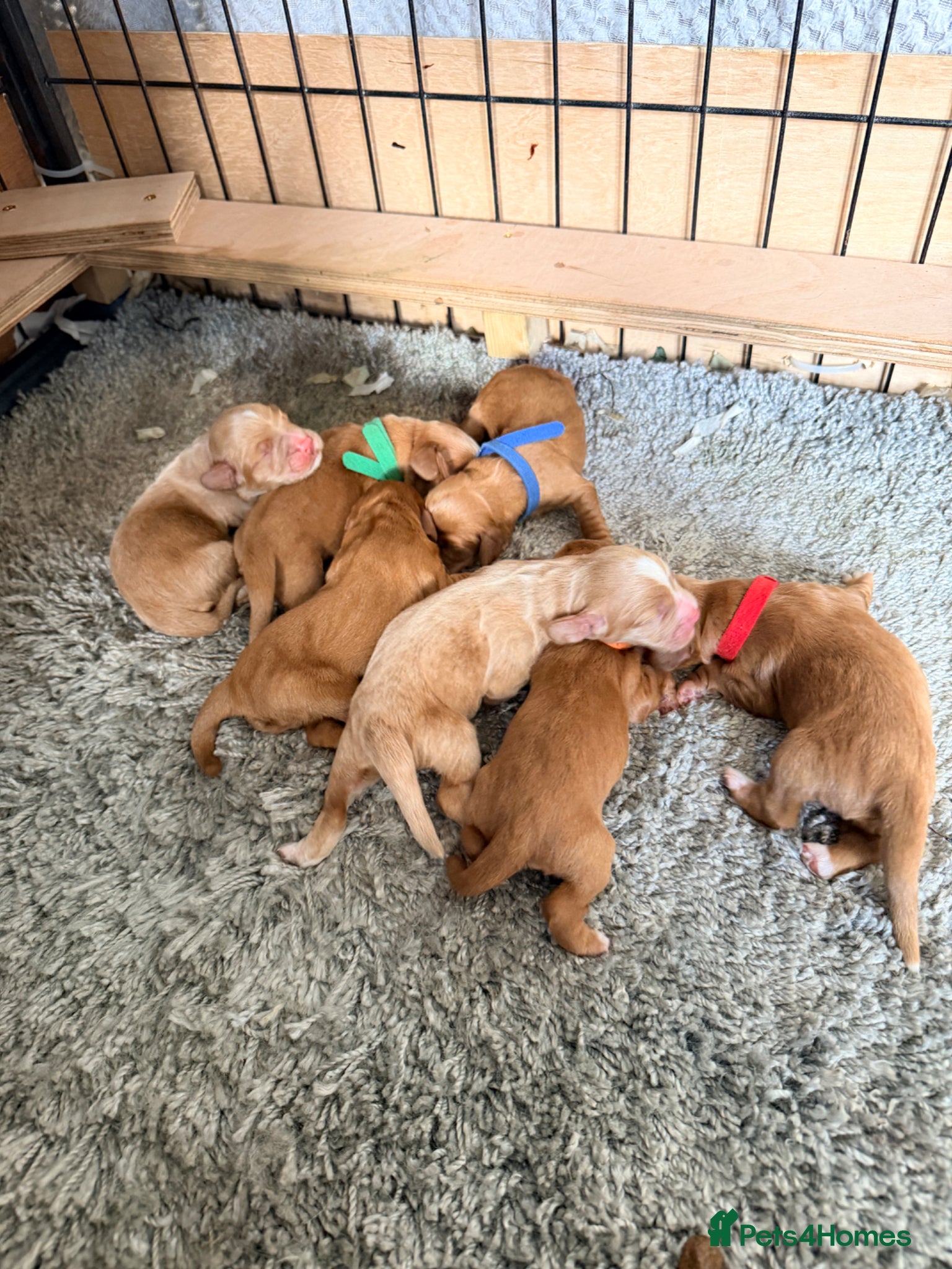 Cocker Spaniel dogs for sale: Working Cocker Pups- Exceptional pedigree  in Sandbach - Advert 7