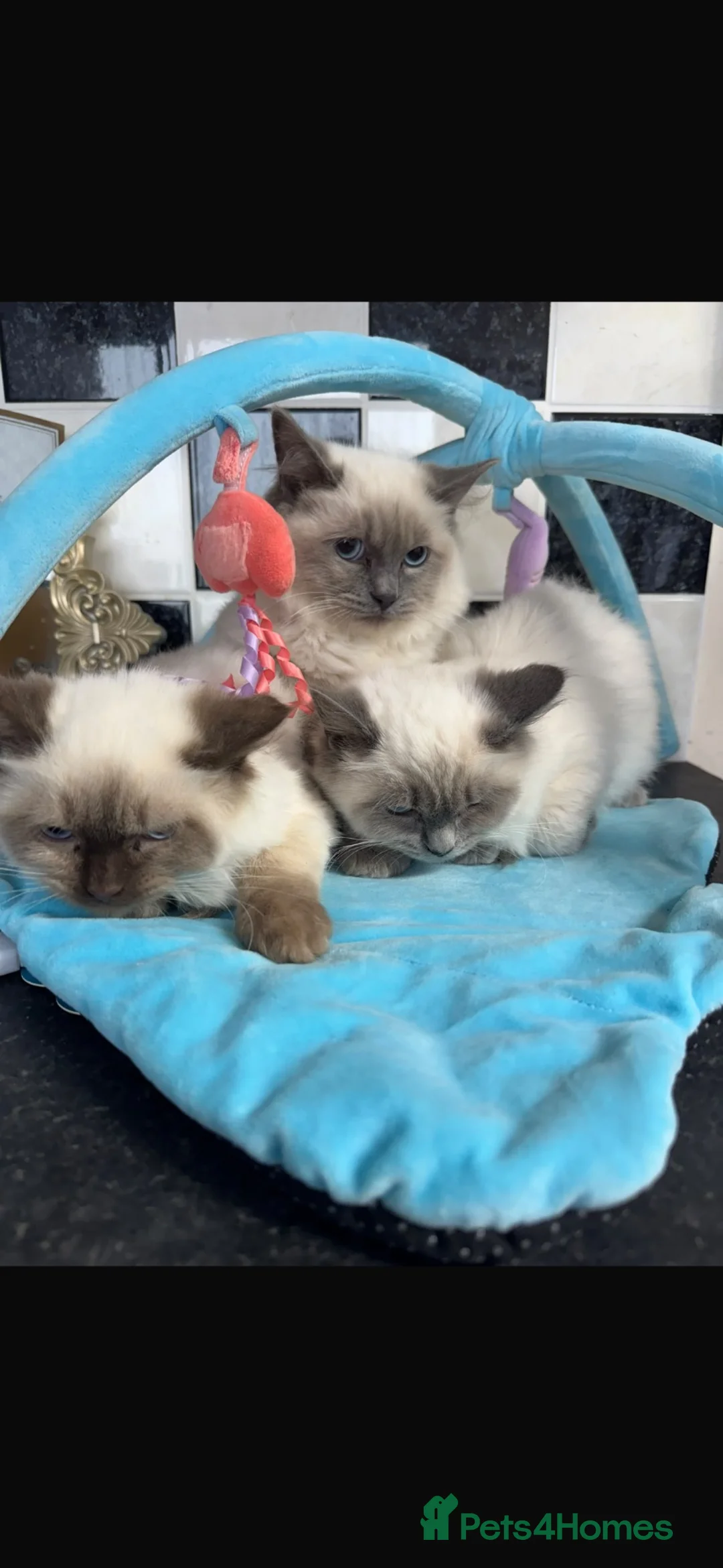 Ragdoll cats for sale: Ragdoll kittens  - Advert 6