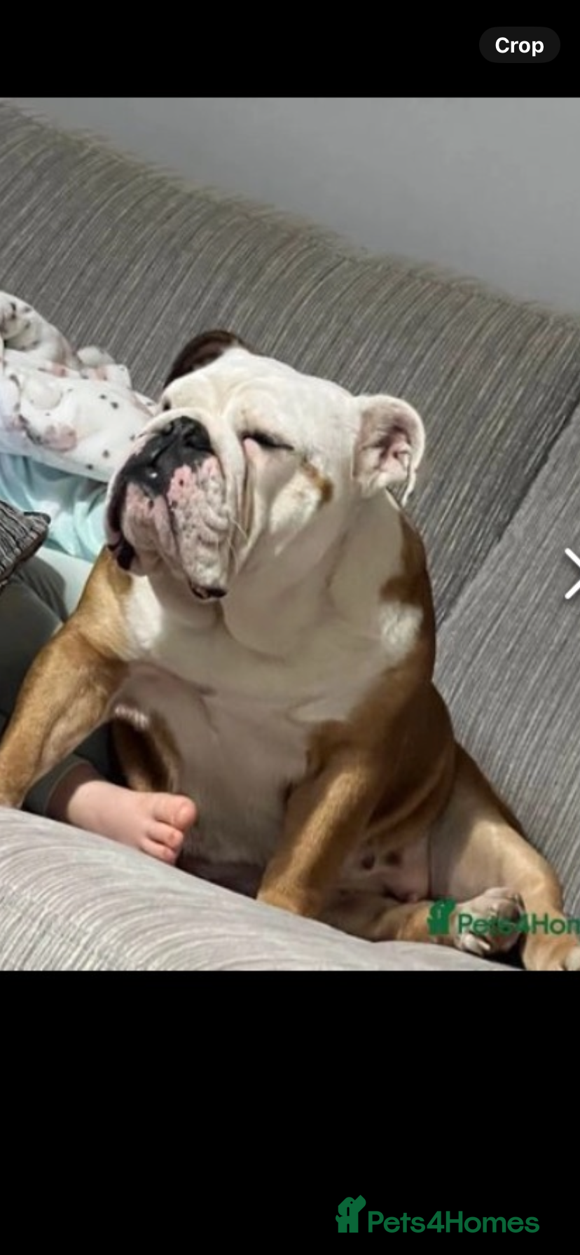 English Bulldog dogs English bulldog - male - 2 years old *FREE* - Advert 15