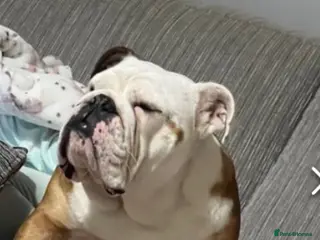 English Bulldog dogs English bulldog - male - 2 years old *FREE* - Advert 15