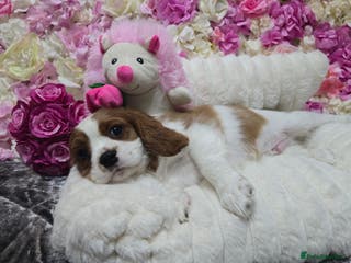 Cavalier King Charles Spaniel dogs KC registered from Health Tested parents - Advert 10