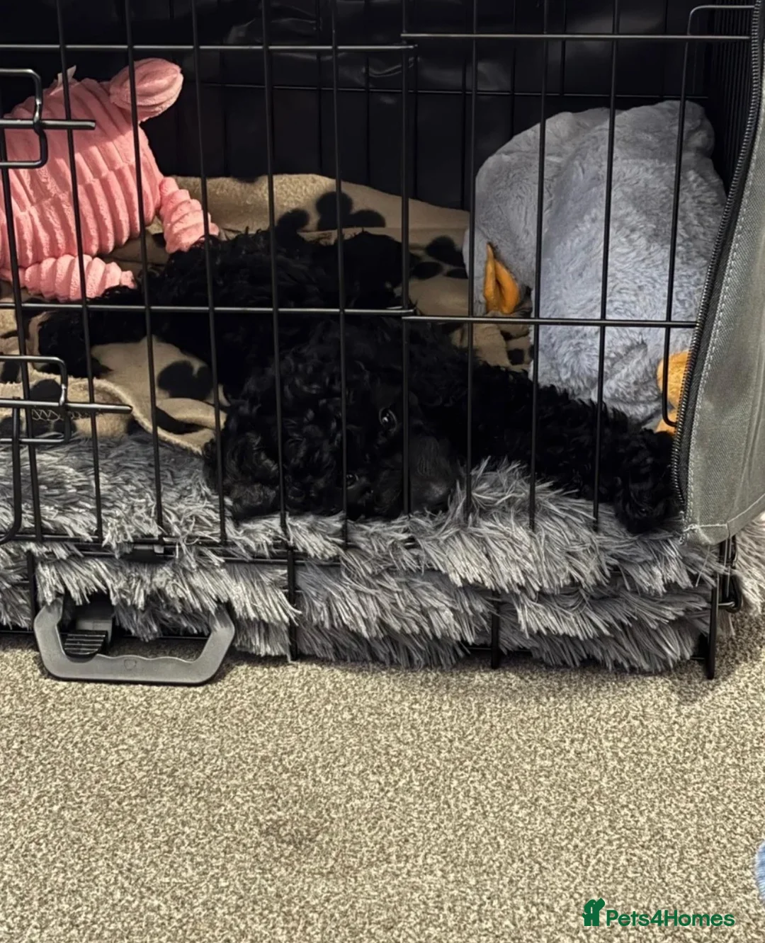 Cockapoo dogs for sale: Black FB1 cockapoo girl in Edgware - Advert 2