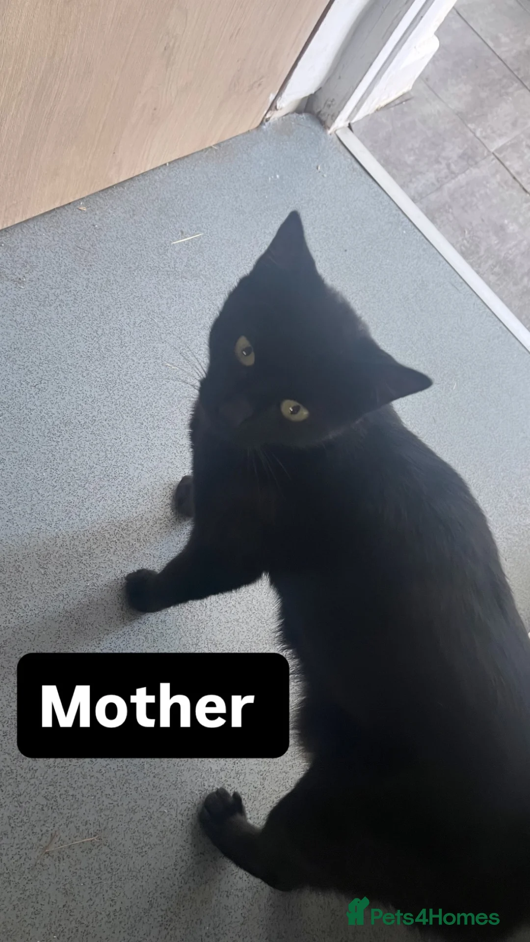 Mixed Breed cats for sale: Beautiful cat in need of new home!  in Market Harborough - Advert 4