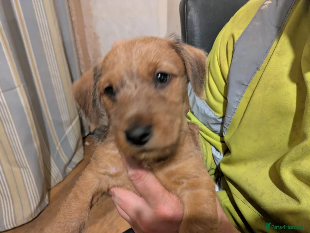 Dachshund dogs for sale: Wire Haired dachunds - Advert 15