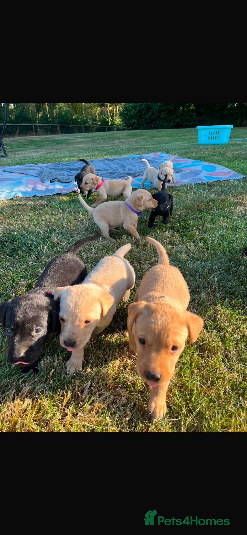 Labrador Retriever dogs Adorable KC Labrador Puppies for Sale - Advert 8