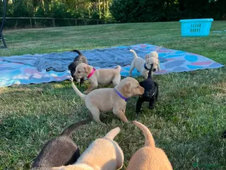 Labrador Retriever dogs Adorable KC Labrador Puppies for Sale - Advert 8